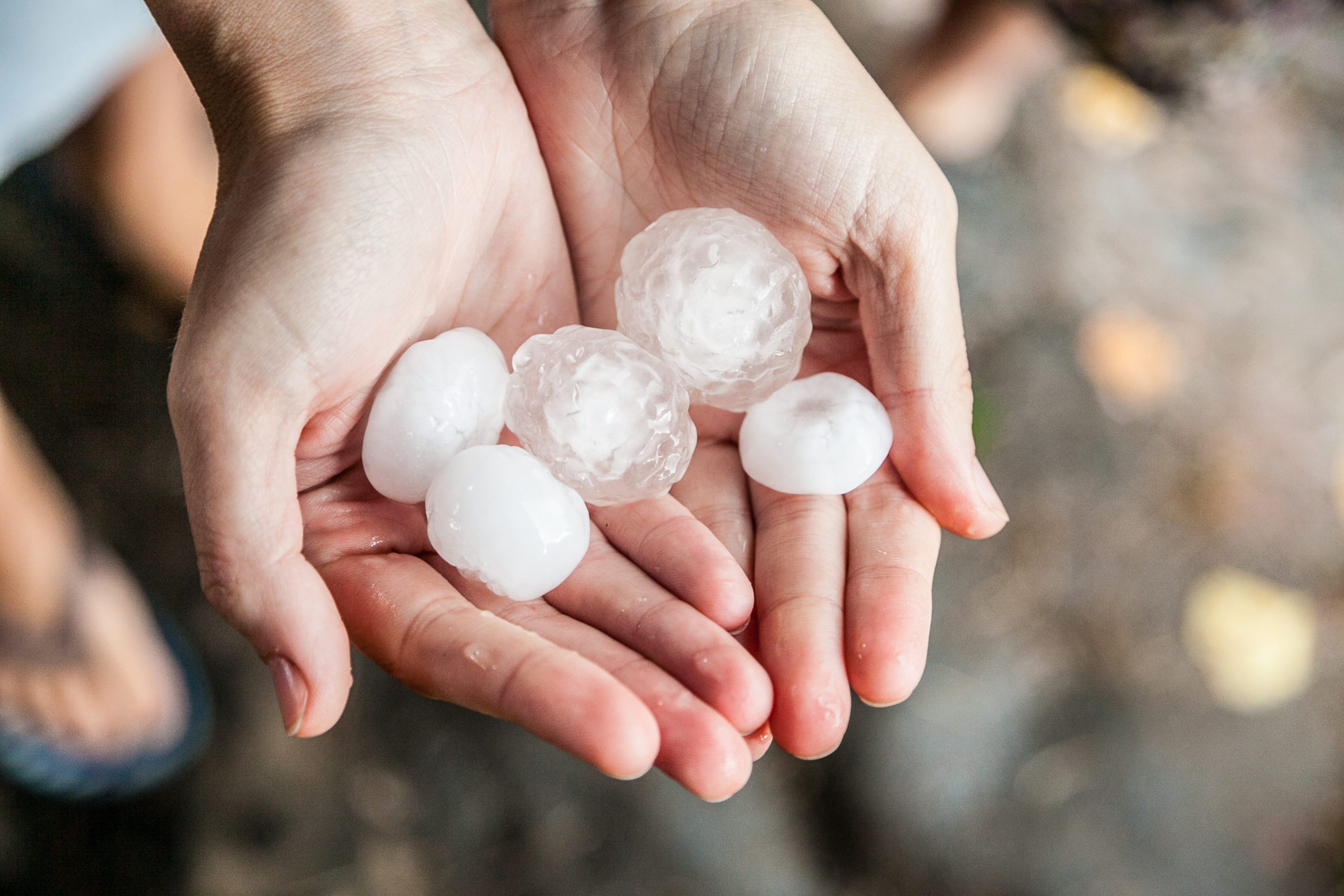 A person holding 5 large pieces of hail in their hand after a storm causing severe hail damage